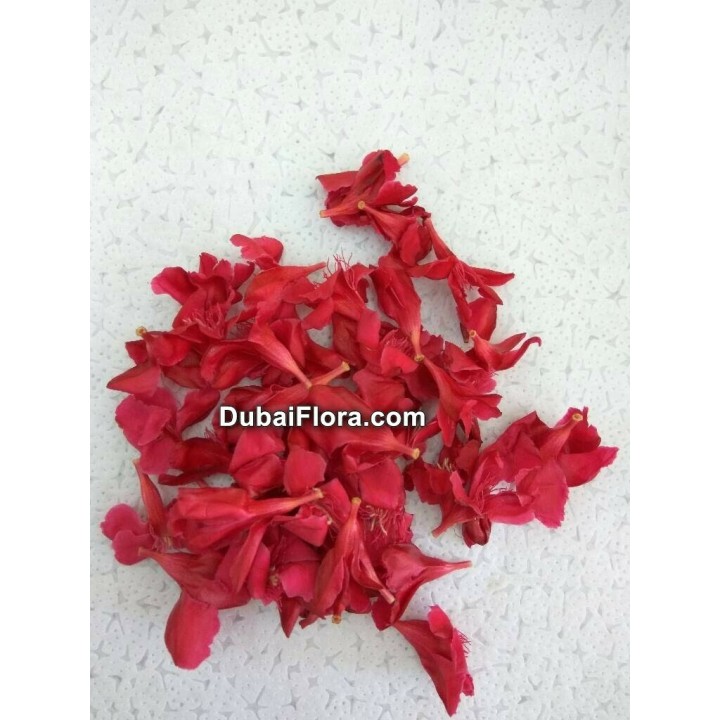 Fresh Red Oleander Flower (Arali) loose
