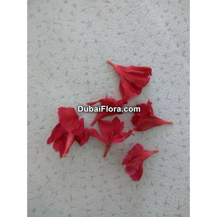 Fresh Red Oleander Flower (Arali) loose