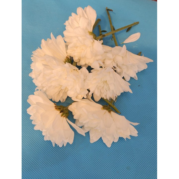 Fresh White Chrysanthemum Flowers Loose (Shewanti)