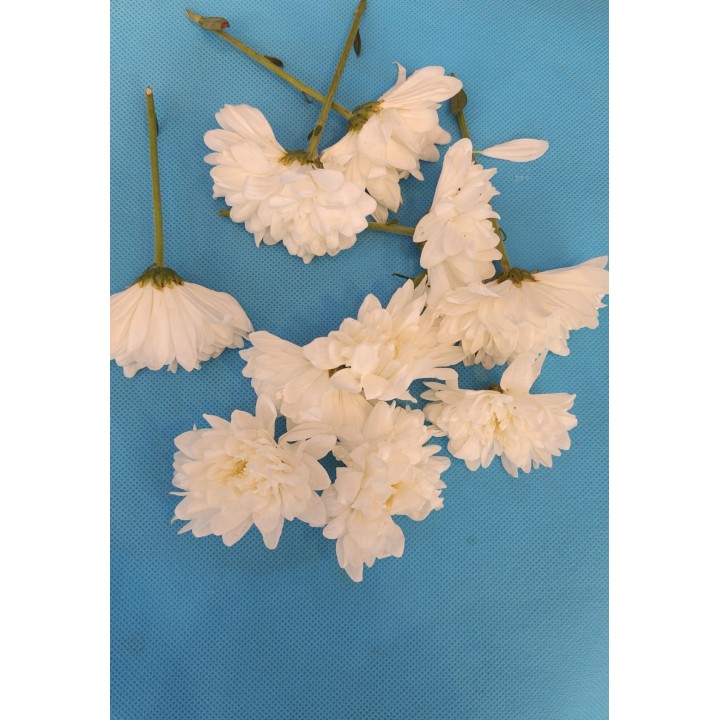 Fresh White Chrysanthemum Flowers Loose (Shewanti)