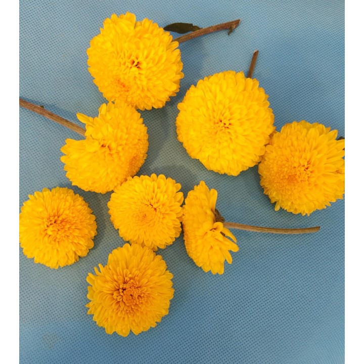 Fresh Yellow Chrysanthemum Flowers Loose (Shewanti)