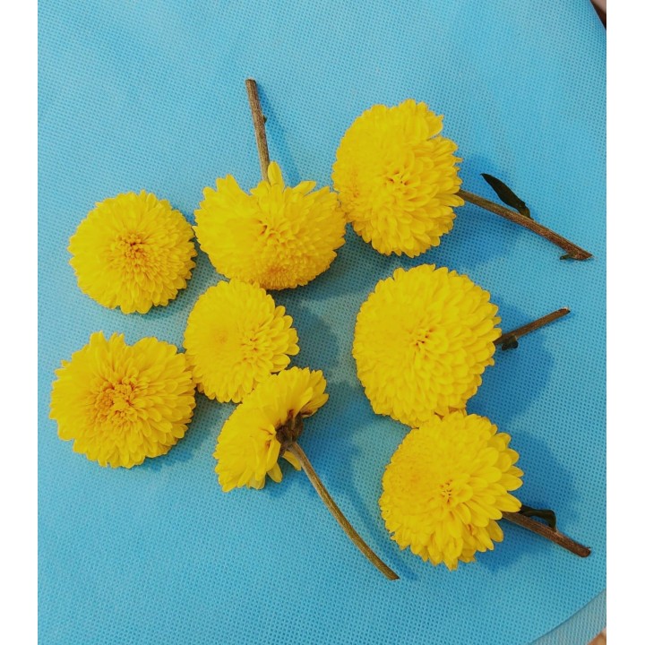 Fresh Yellow Chrysanthemum Flowers Loose (Shewanti)