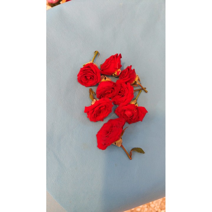 Fresh Red Button Roses Loose (Baby Roses)