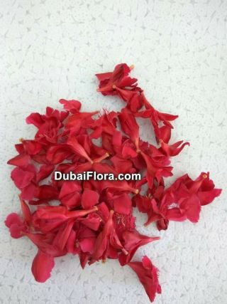 Fresh Red Oleander Flower (Arali) loose