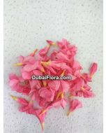 Pink Oleander Flowers (Arali)